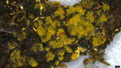 Botryobasidium