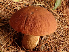 Boletus pinophilus