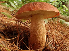 Boletus pinophilus