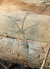 Pityogenes bidentatus