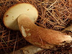 Boletus pinophilus