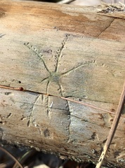 Pityogenes bidentatus