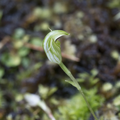 Pterostylis alobula
