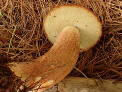 Boletus pinophilus