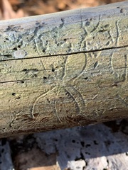 Pityogenes bidentatus