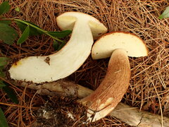 Boletus pinophilus