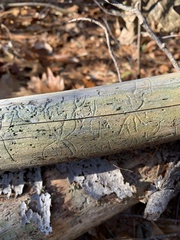 Pityogenes bidentatus