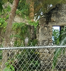 Tyrannus dominicensis