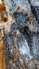 Henningsomyces