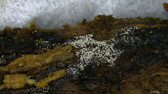 Henningsomyces