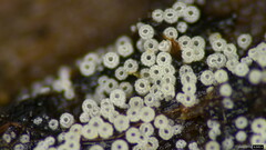 Henningsomyces