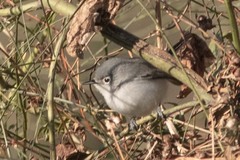 Polioptila