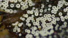 Henningsomyces