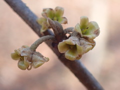 Hamamelis