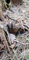 Geoglossum difforme