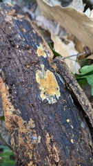 Mycoacia