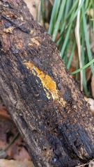 Mycoacia