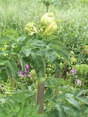 Angelica atropurpurea