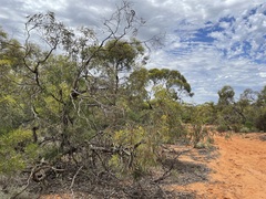 Eucalyptus socialis socialis