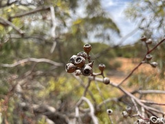 Eucalyptus socialis socialis