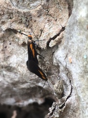 Mathildana newmanella