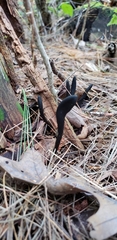 Geoglossum difforme