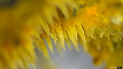 Mycoacia