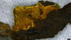 Mycoacia