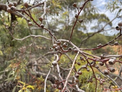 Eucalyptus socialis socialis