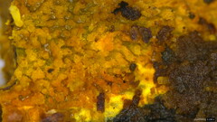Mycoacia