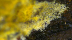 Mycoacia