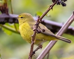 Leiothlypis celata lutescens