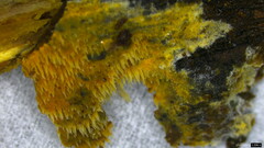 Mycoacia