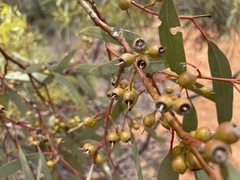 Eucalyptus socialis socialis