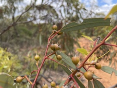 Eucalyptus socialis socialis