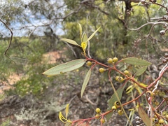 Eucalyptus socialis socialis