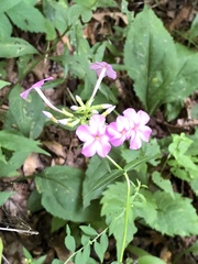 Phlox ovata