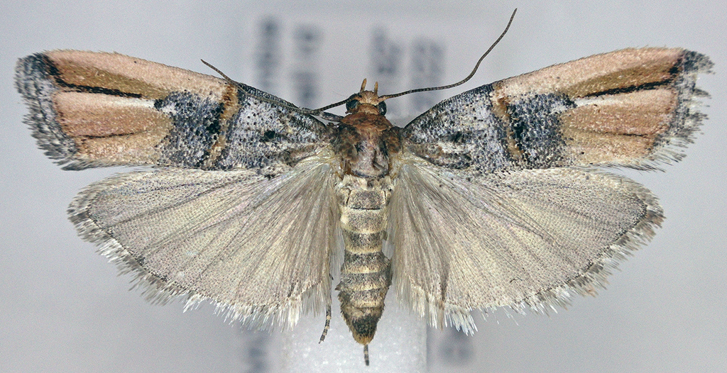 Dasypyga alternosquamella