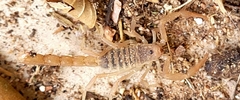 Centruroides sculpturatus