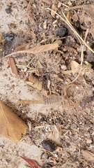 Centruroides sculpturatus