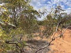 Eucalyptus socialis socialis