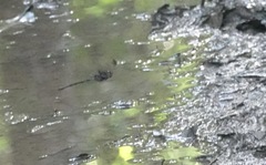 Gynacantha membranalis