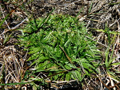 Plantago triandra