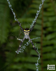 Argiope aetherea