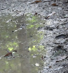 Gynacantha membranalis