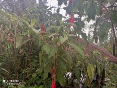 Fuchsia boliviana