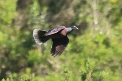 Columba junoniae