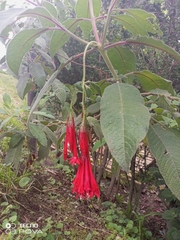 Fuchsia boliviana