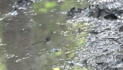 Gynacantha membranalis