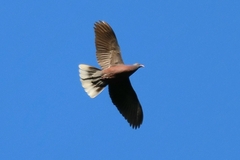 Columba junoniae